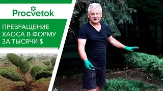 Мастер-класс по топиарному искусству. Обрезка можжевельника в стиле бонсай.