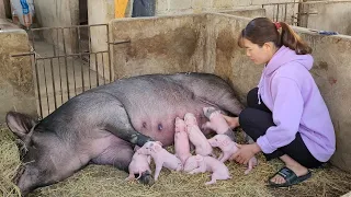 The mother pig gives birth.  Reproductive instincts of the sow.  (Episode 140).