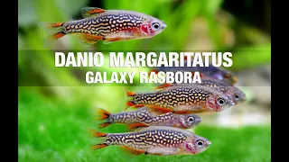 Celestial Pearl Danio Care Guude. margaritatus - Galaxy Rasbora