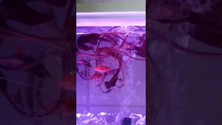 Аква-ферма Xiaomi Descriptive Geometry Mini Lazy Fish Tank (HF-JHYG005)