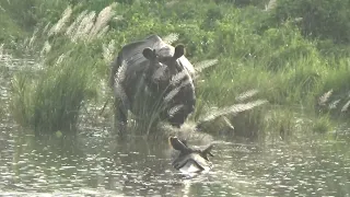 Witness a Rhino Fight to Compromise @ Reason to visit Nepal