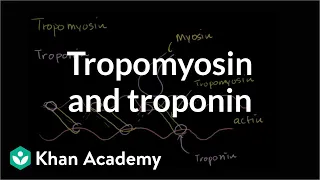 How tropomyosin and troponin regulate muscle contraction | NCLEX-RN | Khan Academy