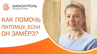 ❄️ Как понять, что собака или кошка замерзла, как им помочь? Собака замерзла. Биоконтроль. 12+