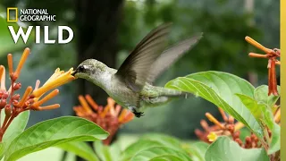 Why Do Hummingbirds Hover? | Nat Geo Wild