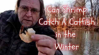 Can Shrimp Catch A Catfish In The Winter