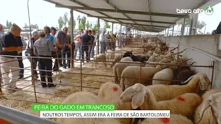 Feira de Gado em Trancoso