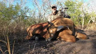 Bow Hunting for Nilgai in South Texas