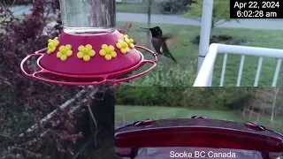 Hummingbirds Live -  April 22 2024