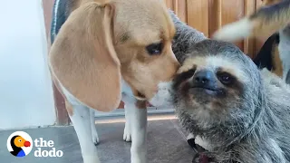 Rescued Sloth Becomes Best Friends With a Beagle | The Dodo Odd Couples