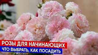 Розы для начинающих - что выбрать, как посадить