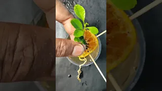 How to grow Orange Tree from Seed in water  easy way #shorts #short #orange #viralvideo