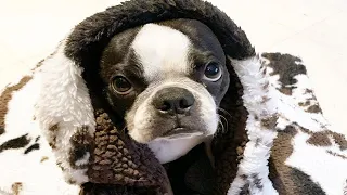 Boston Terriers Are Awesome! Funny and Cute Boston Terrier Videos 2020