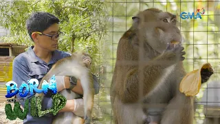 Searching for a Long-tailed Macaque in Cuenca, Batangas | Born to be Wild