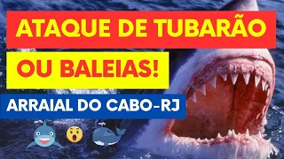 😱TUBARÃO 🦈  OU BALEIA 🐳 EM ARRAIAL DO CABO-RJ 😱 SABE INDENTIFICAR QUE ANIMAL MARINHO É ESSE?