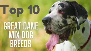 Top 10 Better Great Dane Mix Dog Breeds