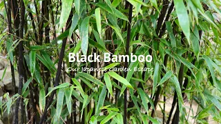 Black Bamboo - All You Need to Know | Our Japanese Garden Escape