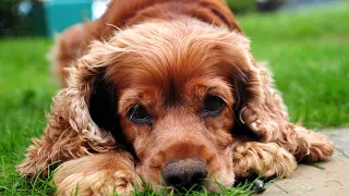 Comparing Cocker Spaniel with Other Spaniel Breeds Differences Explained