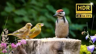 Relaxing Forest Bird Sounds: Your 83min Nature Getaway (4K HDR)