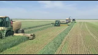 Wheat silage harvesting with ROC RT 1000 merger | Israel