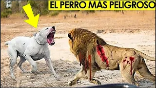 Este Perro Es Más Feroz Y Poderoso Que Cualquier León - LOS PERROS MÁS Prohibidos DEL MUNDO