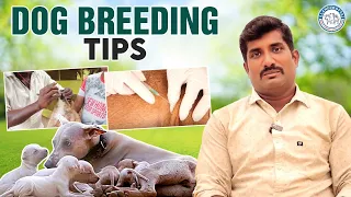 DOG BREEDING | EVERYTHING YOU NEED TO KNOW | BEGINNERS GUIDE | ALANGU DOG FARM