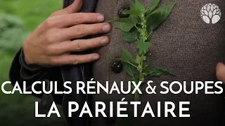 Pariétaire : calculs rénaux et comestibilité