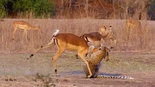 Impala Miraculously Escapes Jaws Of Leopard | The Hunt | BBC Earth