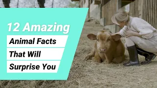 12 unbelievable animal facts that are actually true.