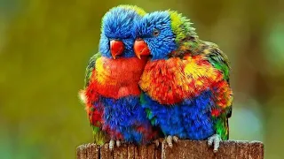 Cute bird 🐦 Unbelievable bird behaviour 🐦 Aww animals 🐦 Wow animals 🐦 non stop laughing 🐦 laughing 🐦