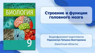 Нервная система. Тема 7. Строение и функции головного мозга