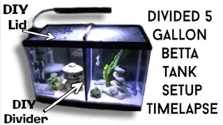 Setting Up Divided Betta Tank Time-lapse || DIY Tutorials || Betta Name Reveals