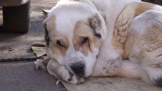 Очень большой Алабай МОНЯ и его щенки. Very large Alabai Monya and his puppies.