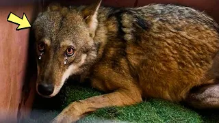 Умирающего волка оставили в канаве, а любитель животных совершил нечто невероятное