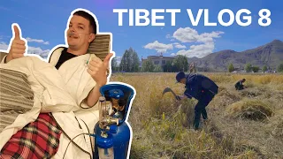 TIBET VLOG8 Surviving Tibet's Altitude? / 英国小哥的西藏vlog 海拔4100米收青稞 撒贝宁吸氧get