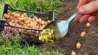 ONLY WITH SUCH PLANTING POTATOES WILL BE 10 TIMES MORE! SUPER WAY