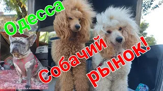 Собачий рынок Одесса. Разные породы. Продажа собак и кошек. Топ 5. Птичий. Староконный. #зоотроп