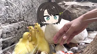 Subaru duck become Mama duck | Animal hololive