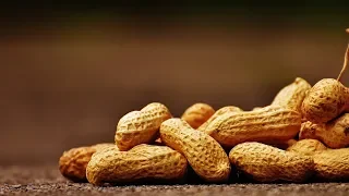 Выращивание арахиса в открытом грунте как бизнес