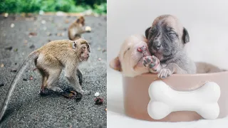 Cute baby animals Videos Compilation cute moment of the animals #11 Cutest Animals 2022