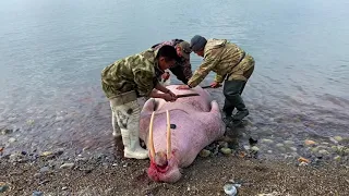 Как добывают китов и моржей на Чукотке.Walrus and whale hanting in Chukotka.