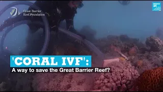 'Coral IVF': A way to save the Great Barrier Reef?