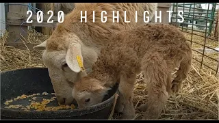 2020 Highlights - It wasn't completely horrible