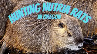 First Fall Nutria Hunt 2022  #hunting #nutria #pestcontrol