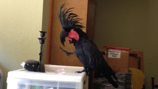 Black Palm Cockatoo Loves the B-52's