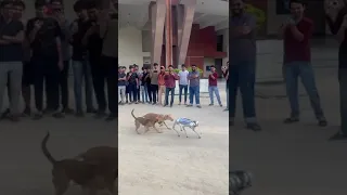 Robotics dog fight