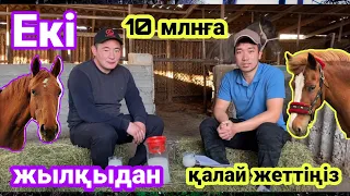 Екі жылқыдан 10 миллиондық жылқыға ! Жылқы бордақылау. Откорм лошадей