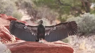 Wild California Condors Made Here