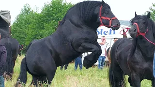 Târg expozițional de cai Săsar - Maramureș 1 Iunie 2024