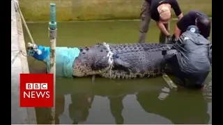 Huge pet crocodile kills keeper - BBC News