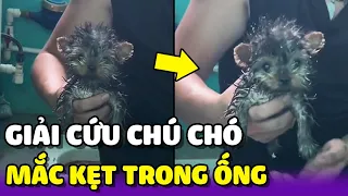 Giải cứu chó con bị rơi xuống đường ống chỉ rộng 11cm 😢 | Yêu Lu Official